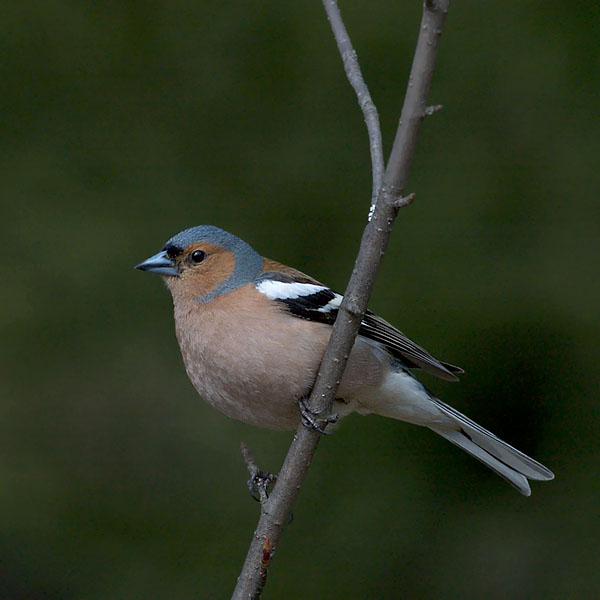 Peippo, Common Chaffinch, Fringilla coelebs
